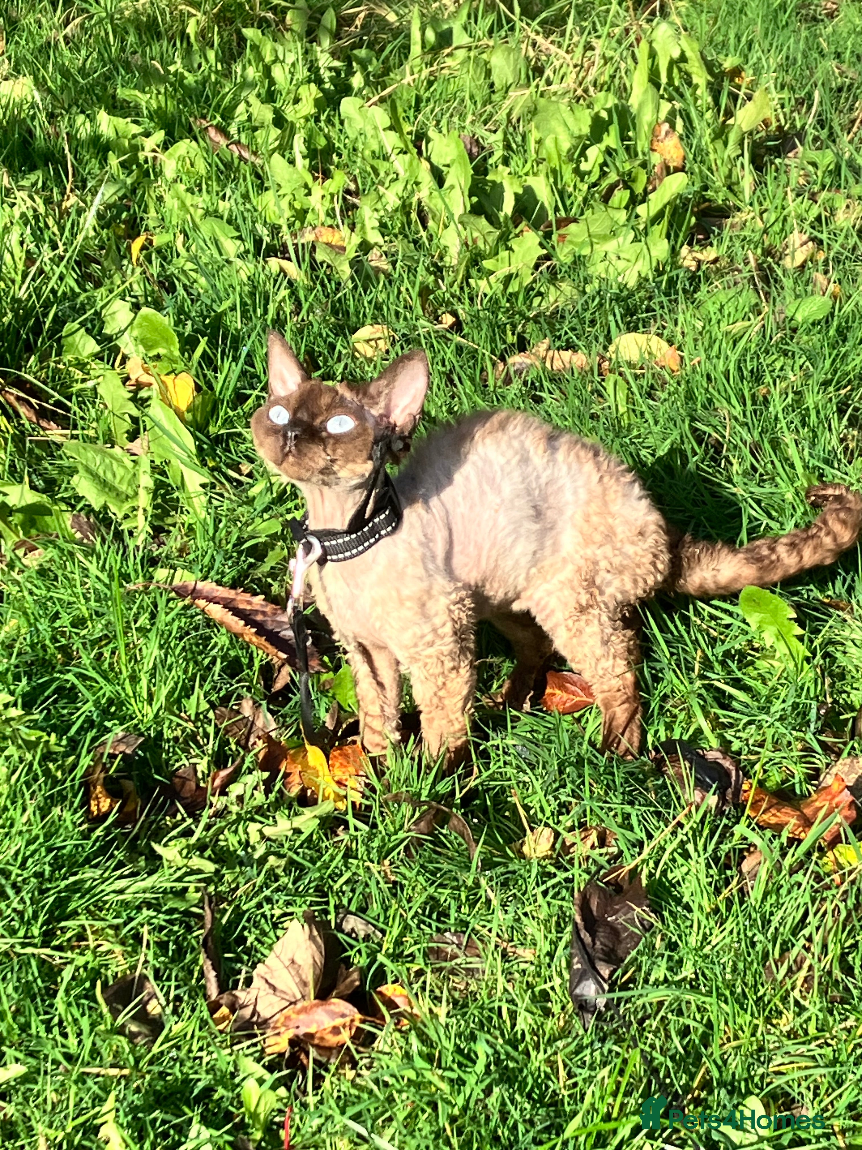 Devon Rex cats GCCF Registered Young Adult Females - Advert 18