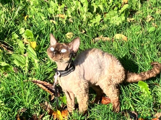 Devon Rex cats GCCF Registered Young Adult Females - Advert 18