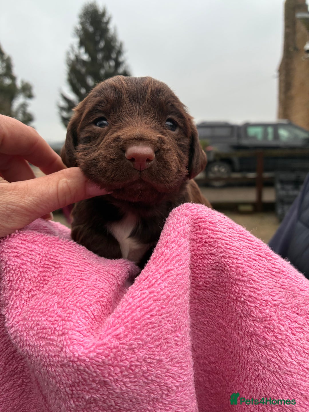 Cocker Spaniel dogs for sale: True working Cocker Spaniels docked  - Advert 12