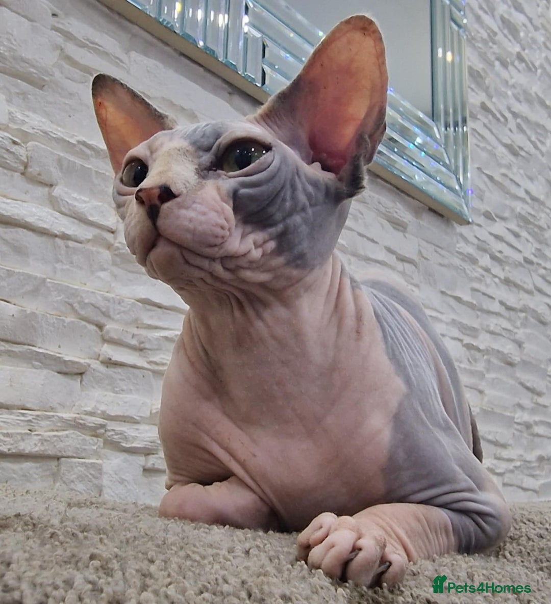 Sphynx cats for sale: Beautiful male boys available 🩷  - Advert 6