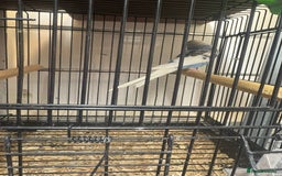 Budgerigars birds for sale: Budgies - Image 5