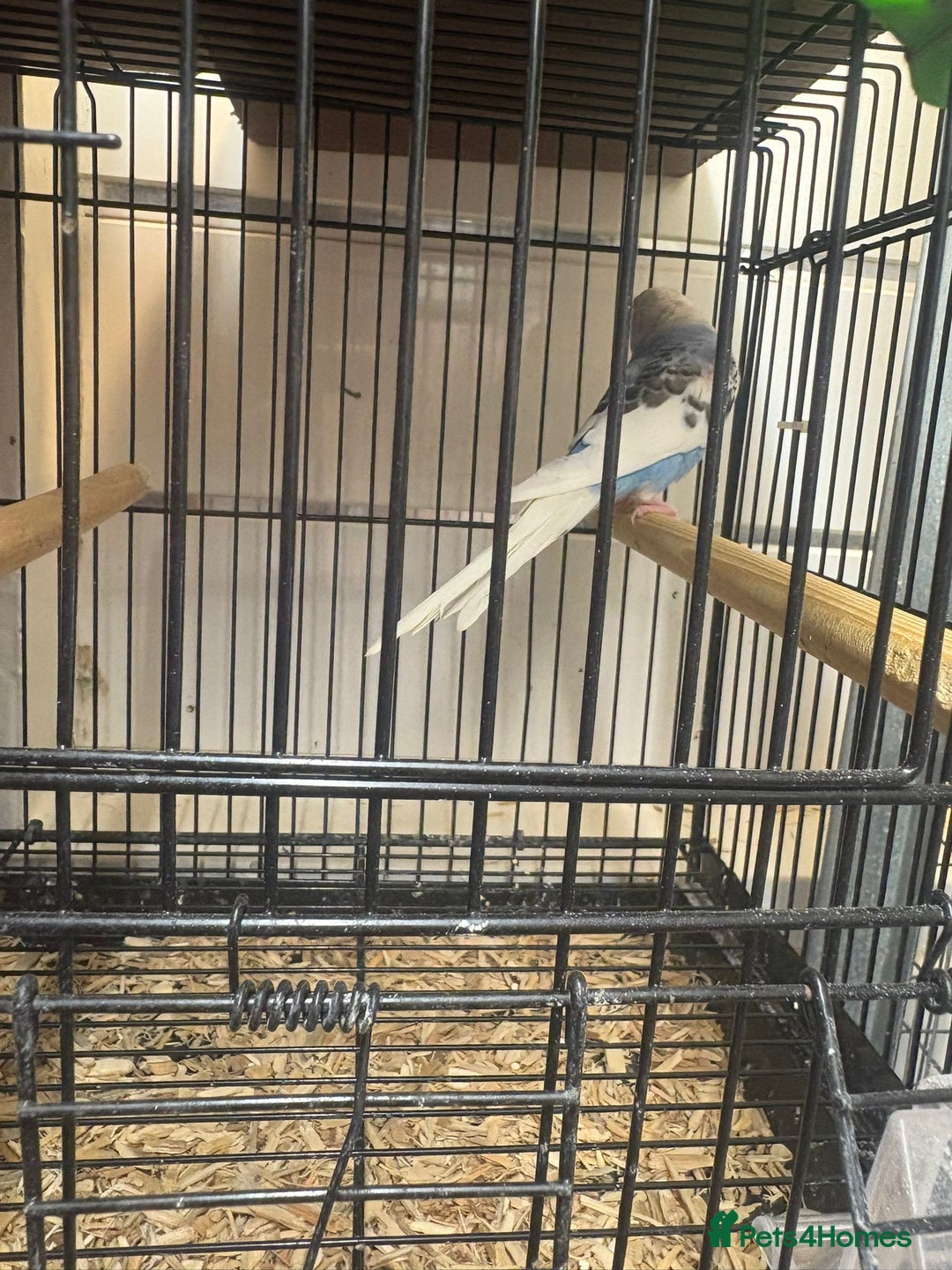 Budgerigars birds for sale: Budgies - Image 5