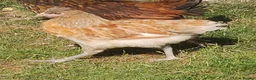 Chickens poultry for sale: Roosters and cockerels for Sale in Northolt - Advert 8