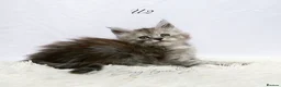 Maine Coon cats for sale: Beautiful Maine Coon kittens ( polydactyl)  - Advert 18