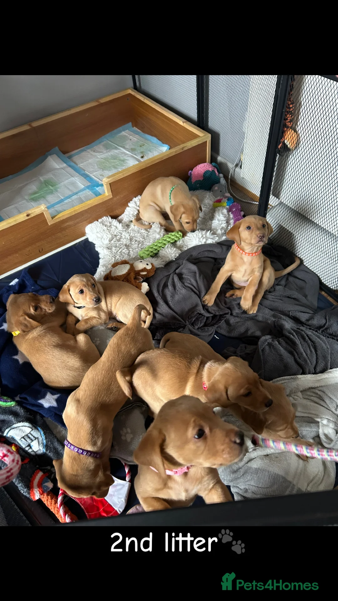 Labrador Retriever dogs for stud: 🌟 Kennel Club Registered Proven Labrador Stud 🌟 in Dundee - Advert 15