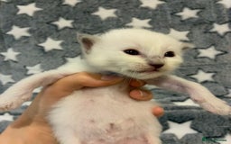 Ragdoll cats for sale: 🐾 5 Beautiful Ragdoll Kittens - Parents GCCF 🐾 - Image 15