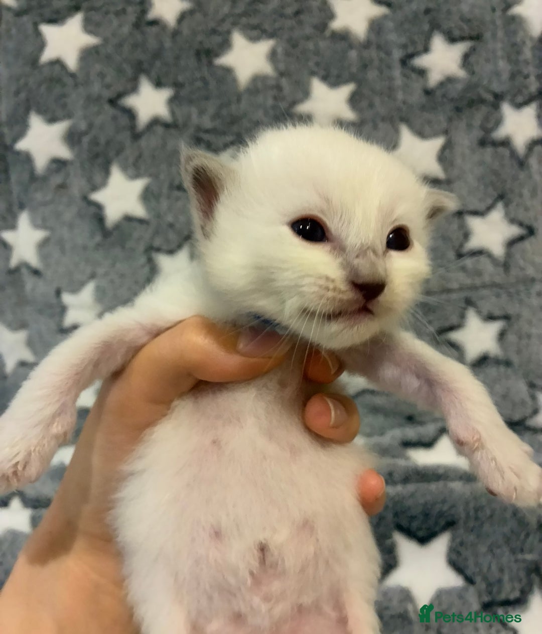 Ragdoll cats for sale: 🐾 5 Beautiful Ragdoll Kittens - Parents GCCF 🐾 - Image 15