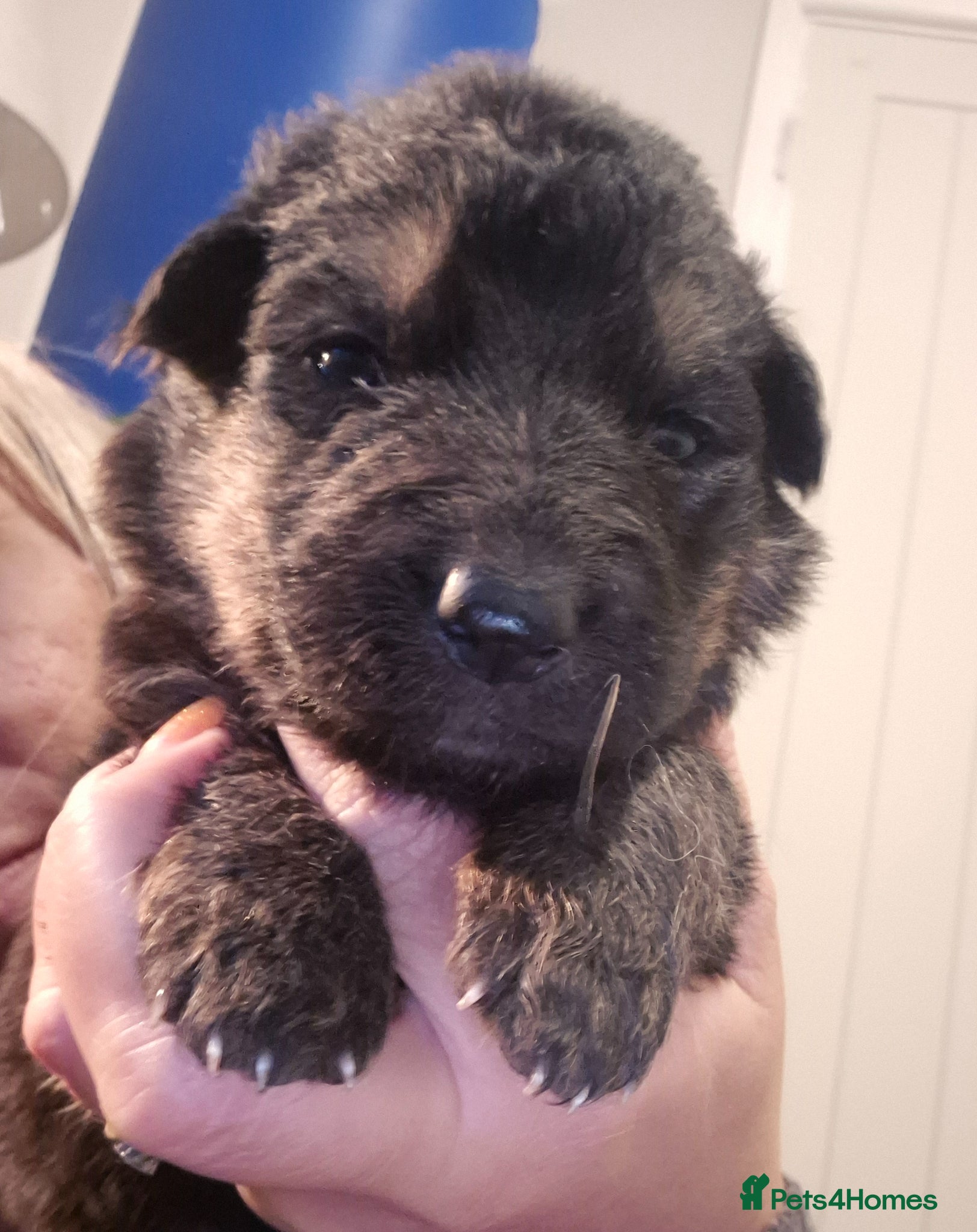 German Shepherd dogs German shepherd pup - Advert 3