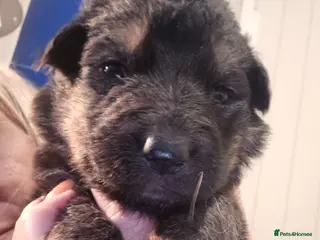 German Shepherd dogs German shepherd pup - Advert 18