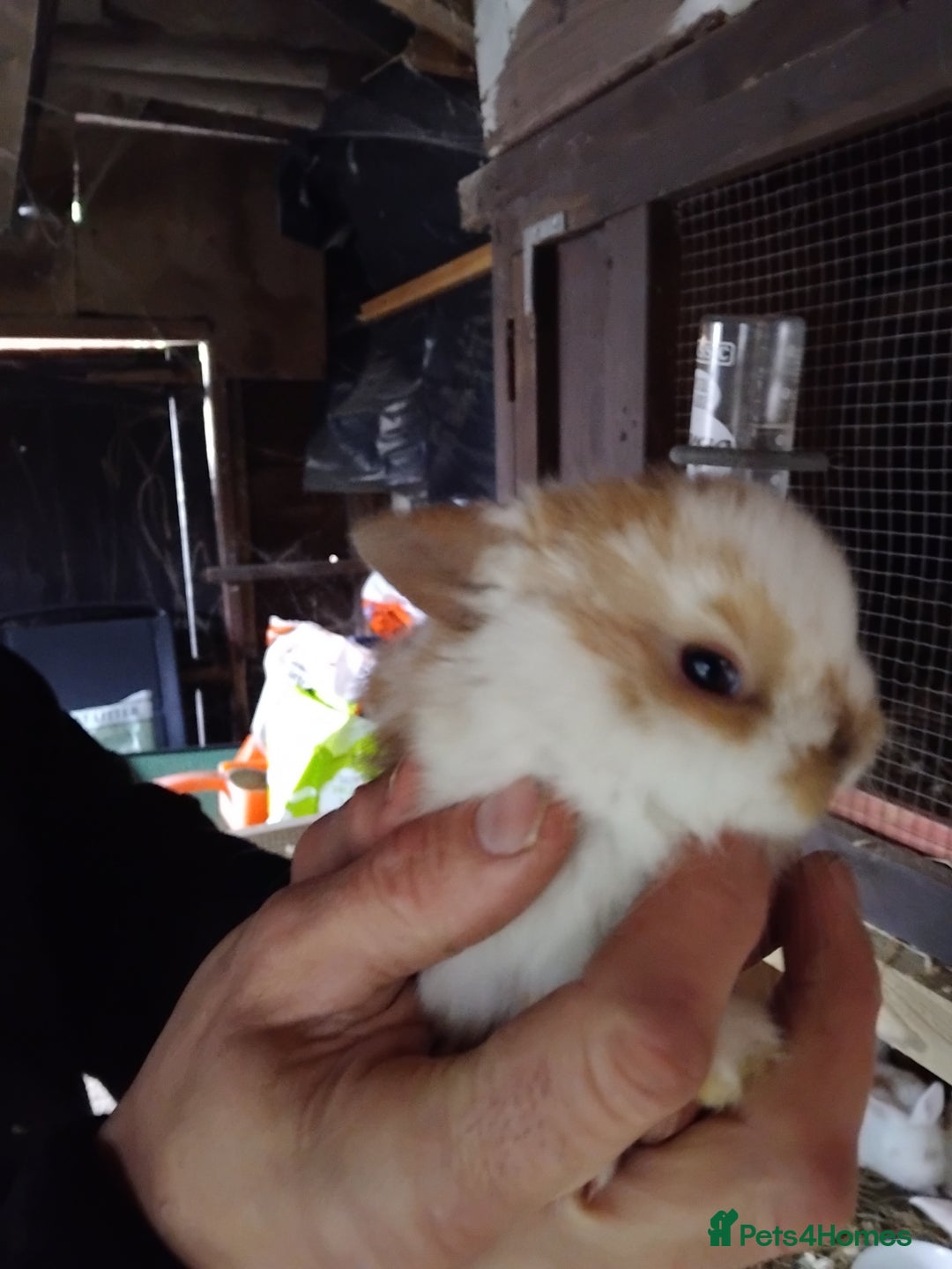 Mini Lop rabbits for sale: Mini baby lops - Advert 2