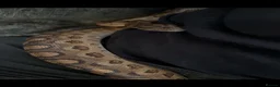 Boa Snake reptiles for sale: Paraguayan Rainbow Boa - Advert 2