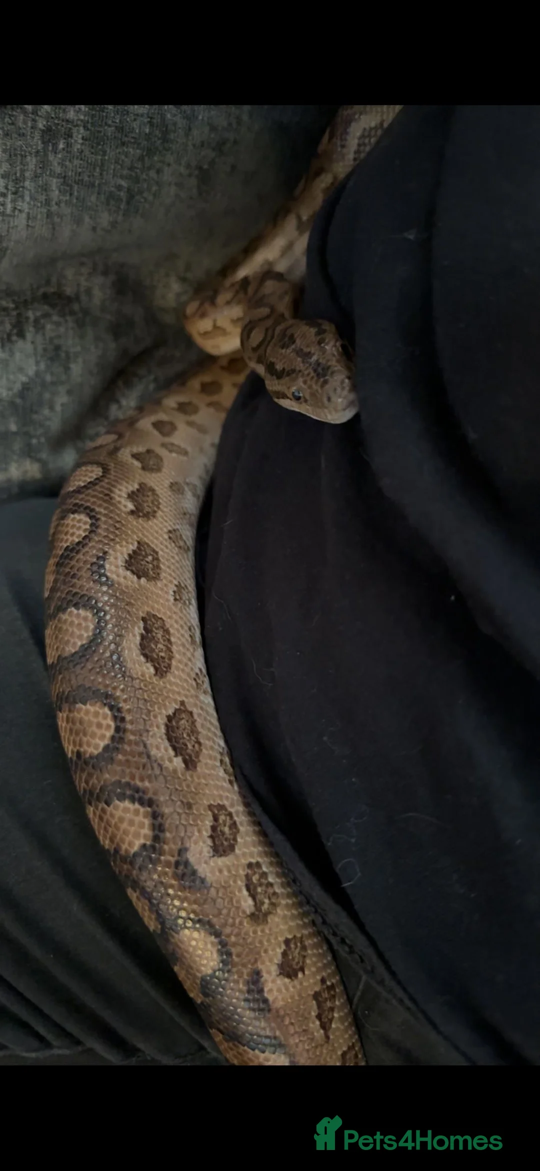 Boa Snake reptiles for sale: Paraguayan Rainbow Boa - Advert 2