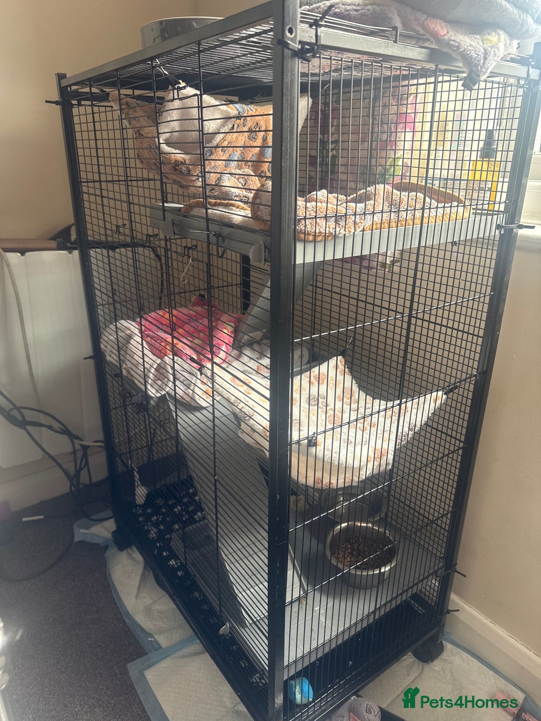 Ferret rodents for sale: X2 micro ferrets  - Image 1
