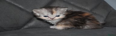 Scottish Fold Kitten 6