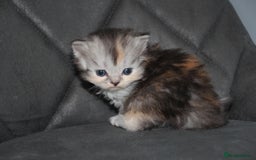 Scottish Fold cats for sale: Six wonderful Scottish Fold/straight kittens - Image 2