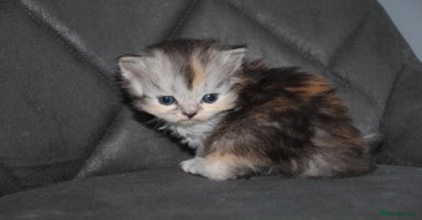 Scottish Fold cats - Advert 1