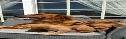 Golden Retriever dogs for sale: Beautiful dark red golden retriever pups - Advert 3