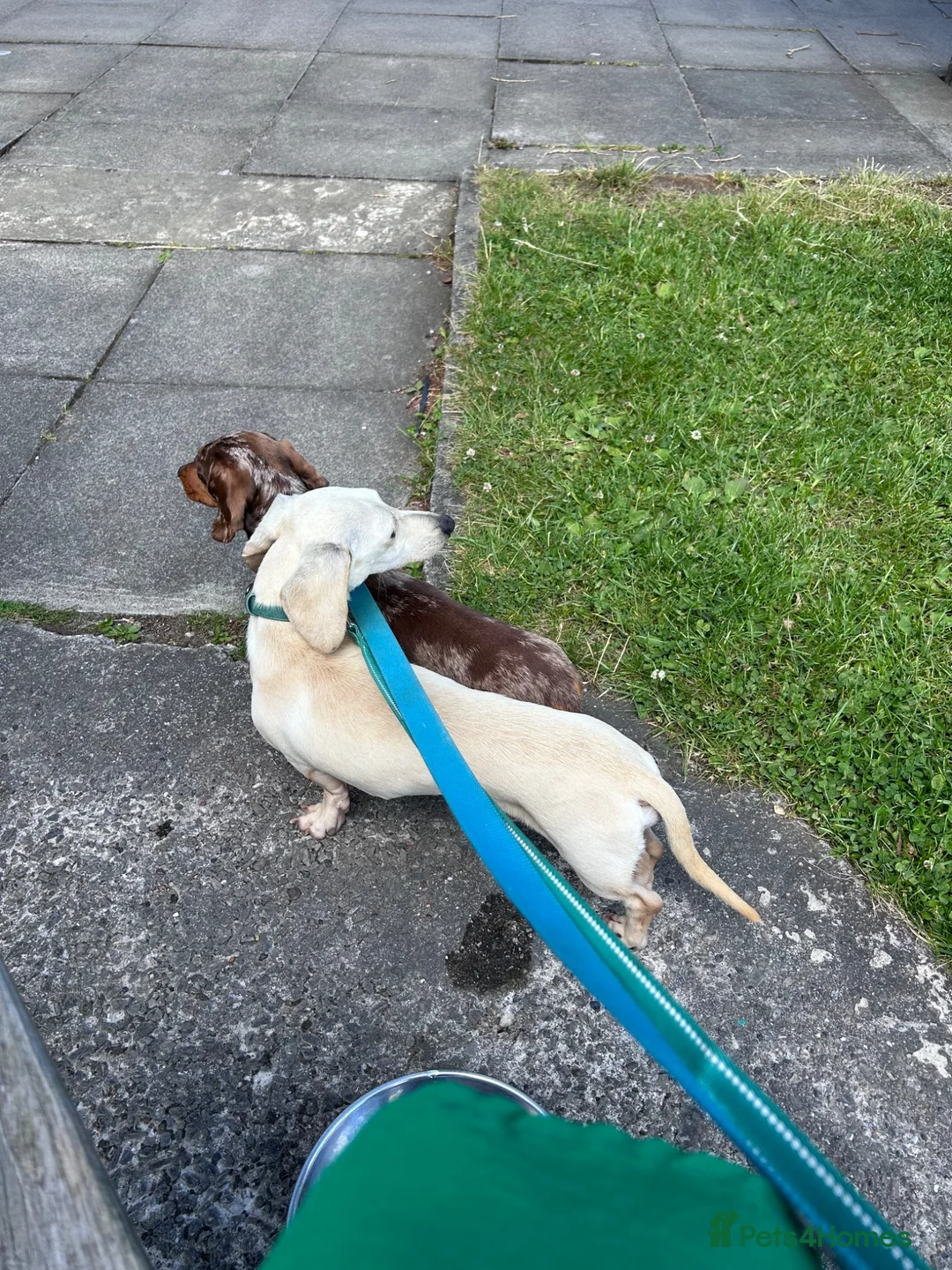 Miniature Dachshund dogs for sale: Cream ******  in Sunderland - Advert 4