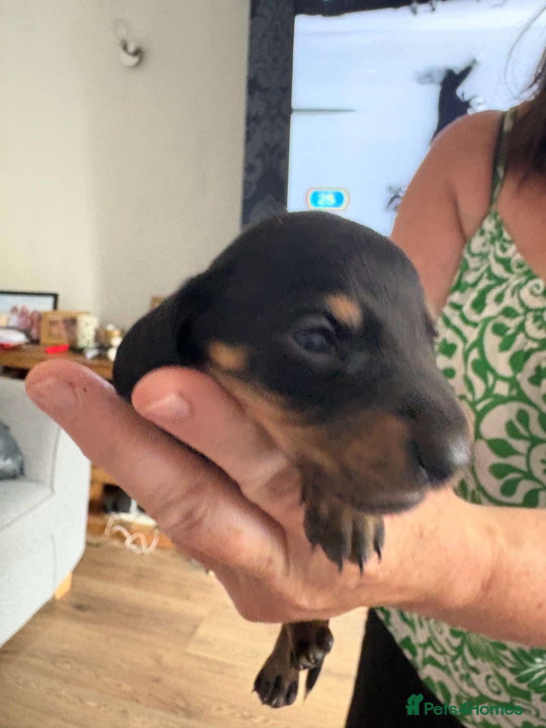 Miniature Dachshund dogs for sale: Miniature smooth haired dachshund  - Image 4