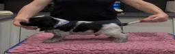 Cocker Spaniel dogs for sale: Show Cocker Show Quality DNA Tested Parents  - Advert 12