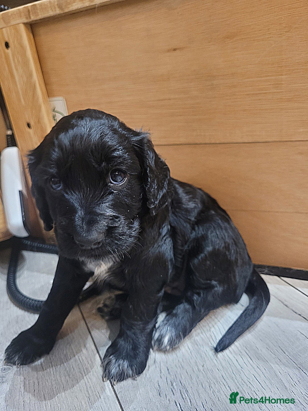 Cocker Spaniel dogs for sale: Gorgeous litter of cocker spaniels - Advert 2