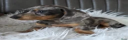 Miniature Dachshund dogs for sale: KC reg, mini daxi. 5* licensed - Advert 13