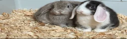 Mini Lop rabbits for sale: Mini lops ready to leave  - Advert 1