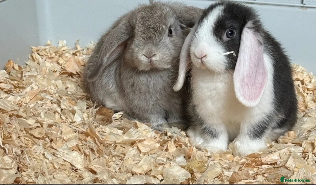 Mini Lop rabbits for sale: Mini lops ready to leave  - Advert 1