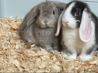Mini Lop rabbits Mini lops ready to leave - Advert 1