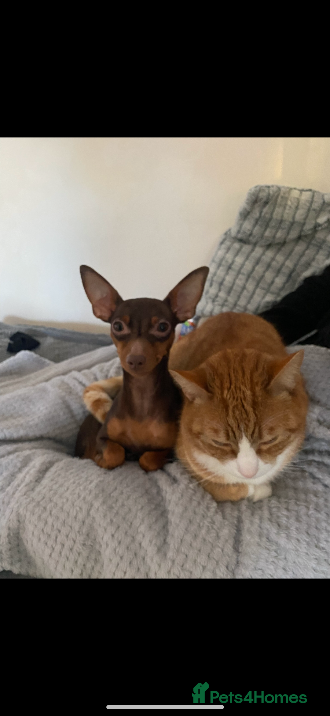 Miniature Pinscher dogs for sale: Poppy - 4 year old Miniature pinscher - Advert 2