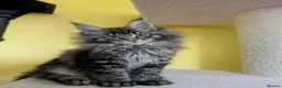 Maine Coon cats for sale: TICA Registered Maine Coon Kitten  - Advert 3
