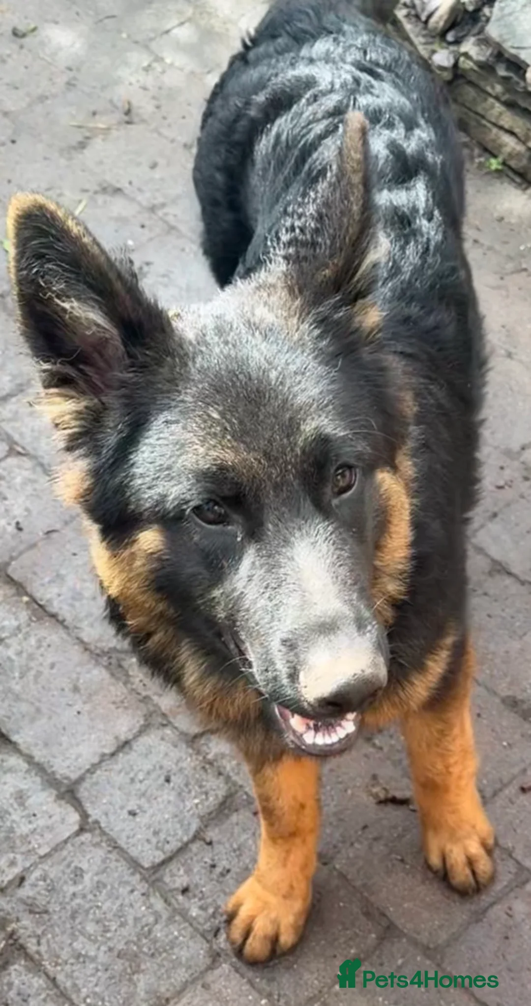 German Shepherd dogs for sale: German shepherd pups - Advert 2