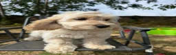 Cockapoo dogs for sale: Gorgeous cockapoo puppies  - Advert 7