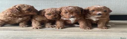 Toy Poodle dogs for sale: 🐶🐾Top-quality Asian/miniature poodles🐾🐶 - Advert 17