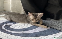 Chausie cats for sale: Savannah x Chausies - Image 12