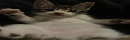 Domestic Shorthair cats for sale: Beautiful playful loving kittens  - Advert 17