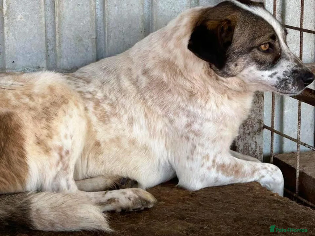 Mixed Breed dogs for adoption: Sherbet - Norwich Norfolk  in Norwich - Advert 11