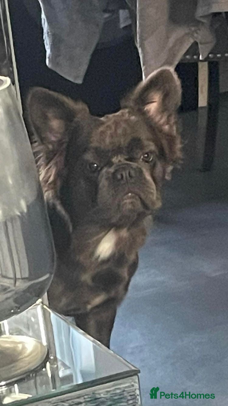 French Bulldog dogs Fluffy French bulldog  - Advert 1