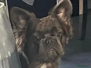 French Bulldog dogs Fluffy French bulldog - Advert 14