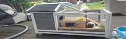 Guinea Pig rodents for sale: Lovely Guinea Pigs for Sale – Friendly & Healthy in Canvey Island - Advert 5
