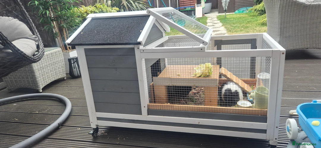 Guinea Pig rodents for sale: Lovely Guinea Pigs for Sale – Friendly & Healthy in Canvey Island - Advert 5