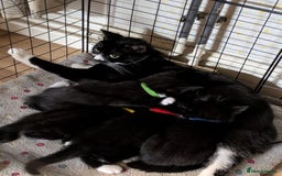 Mixed Breed cats for sale: 2 male kittens ready for new adventures - Image 3