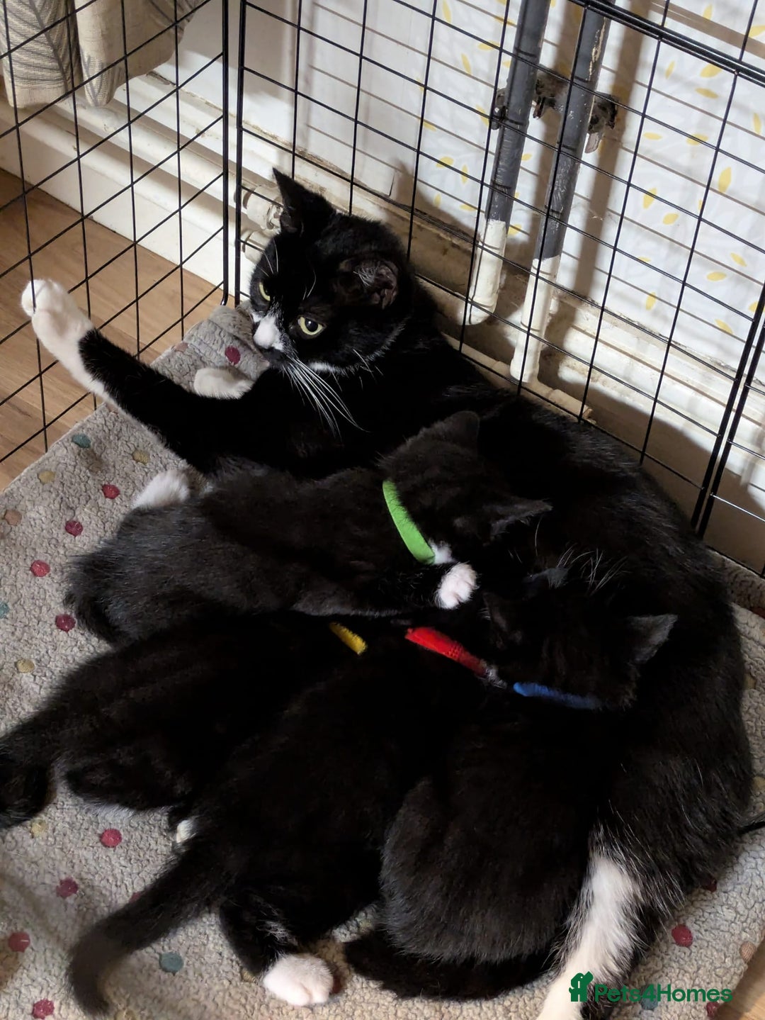 Mixed Breed cats for sale: 2 male kittens ready for new adventures - Image 3