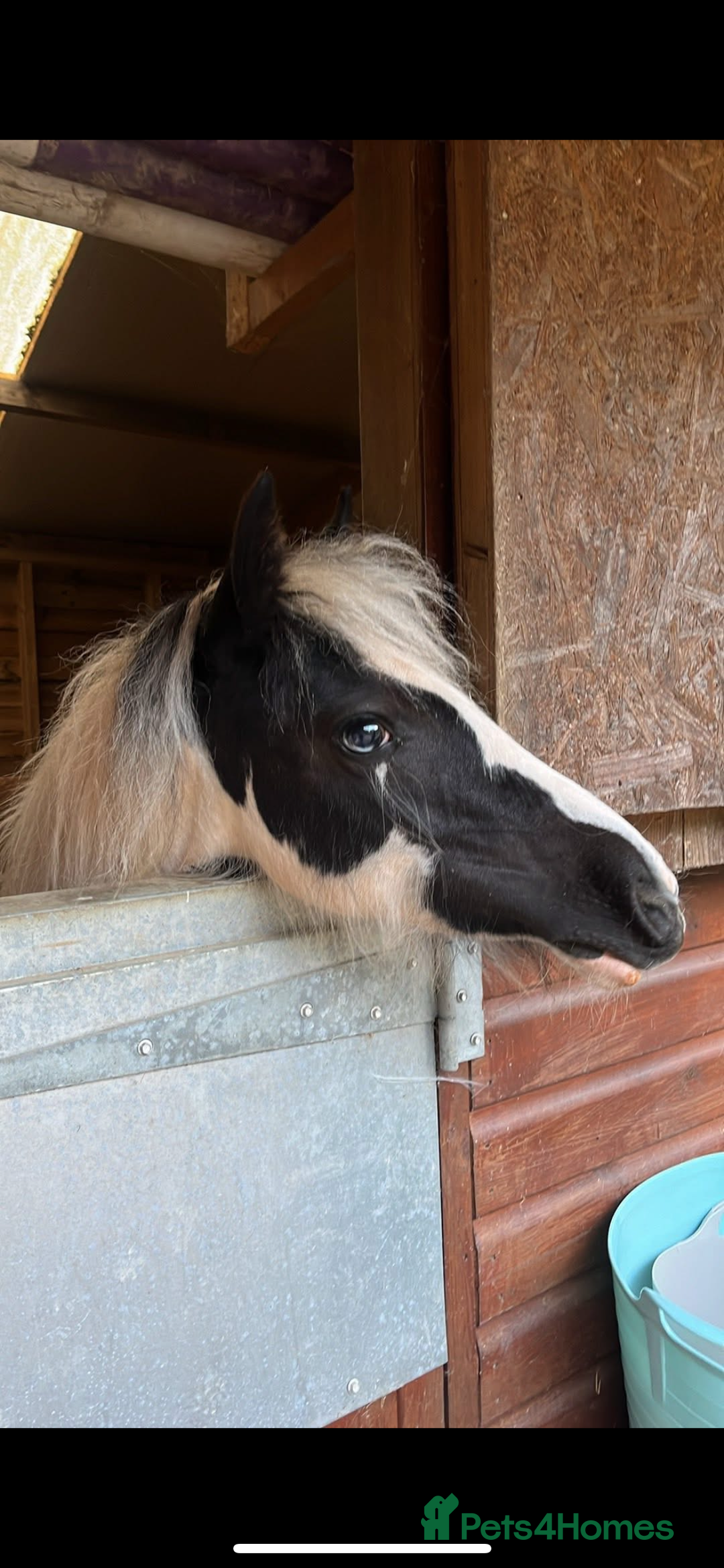 Irish Cob horses for sale: 🌸💖luna🌸💖 - Image 5