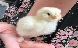 Chickens poultry for sale: Brahma, faverolles and quail chicks - Image 2