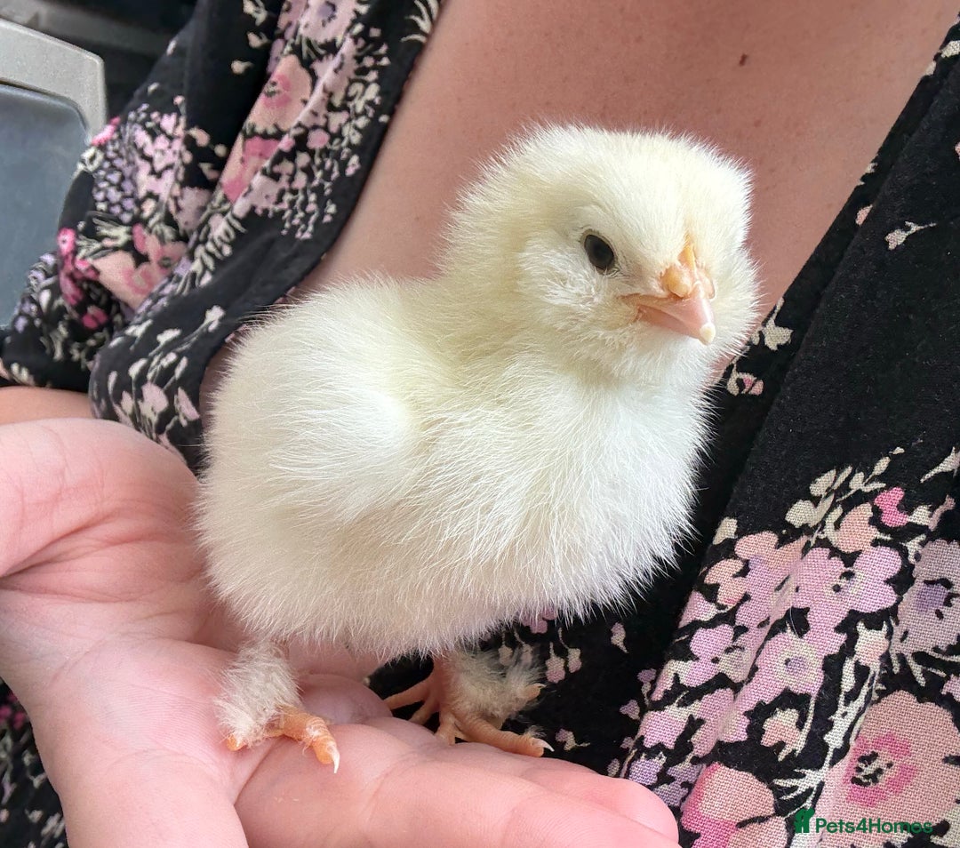 Chickens poultry for sale: Brahma, faverolles and quail chicks - Image 2