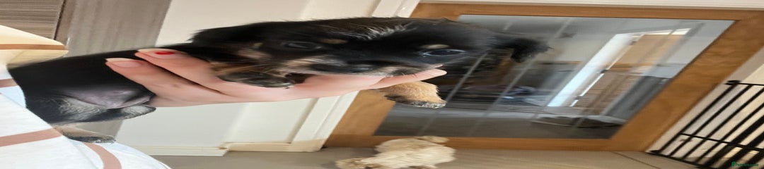 Mixed Breed Puppy 2
