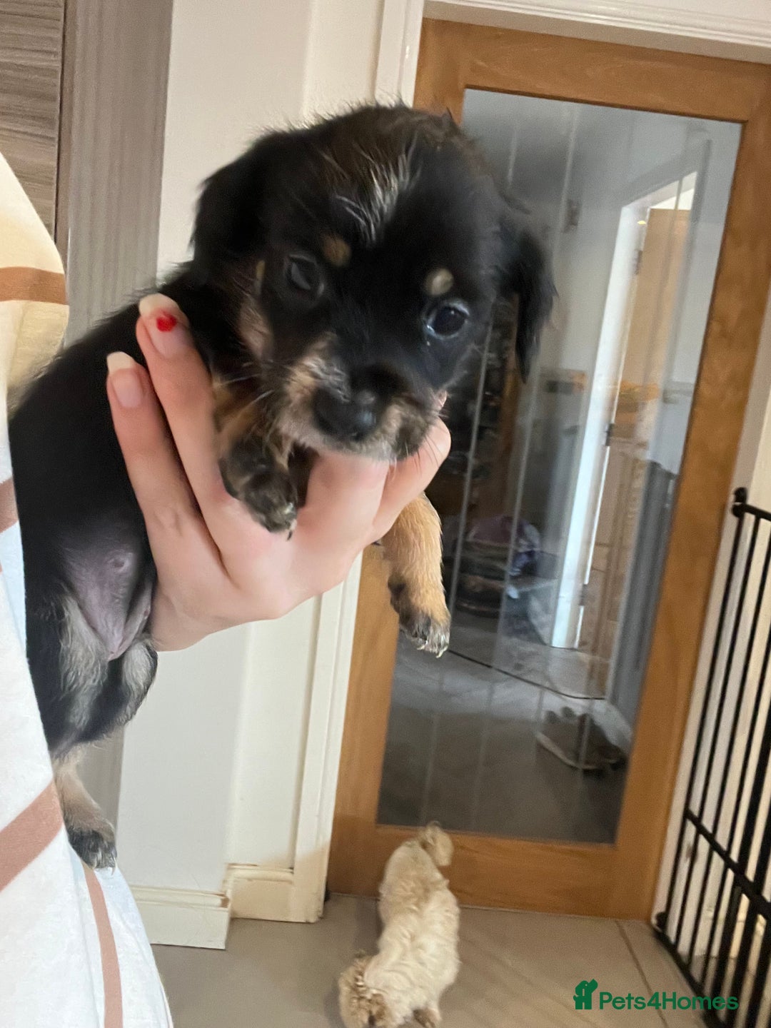 Mixed Breed dogs for sale: Chihuahua cross terrier puppies  - Image 4