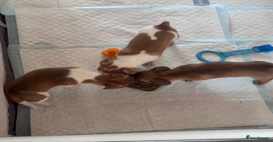 Jack Chi dogs Jack-chi puppies - Advert 13