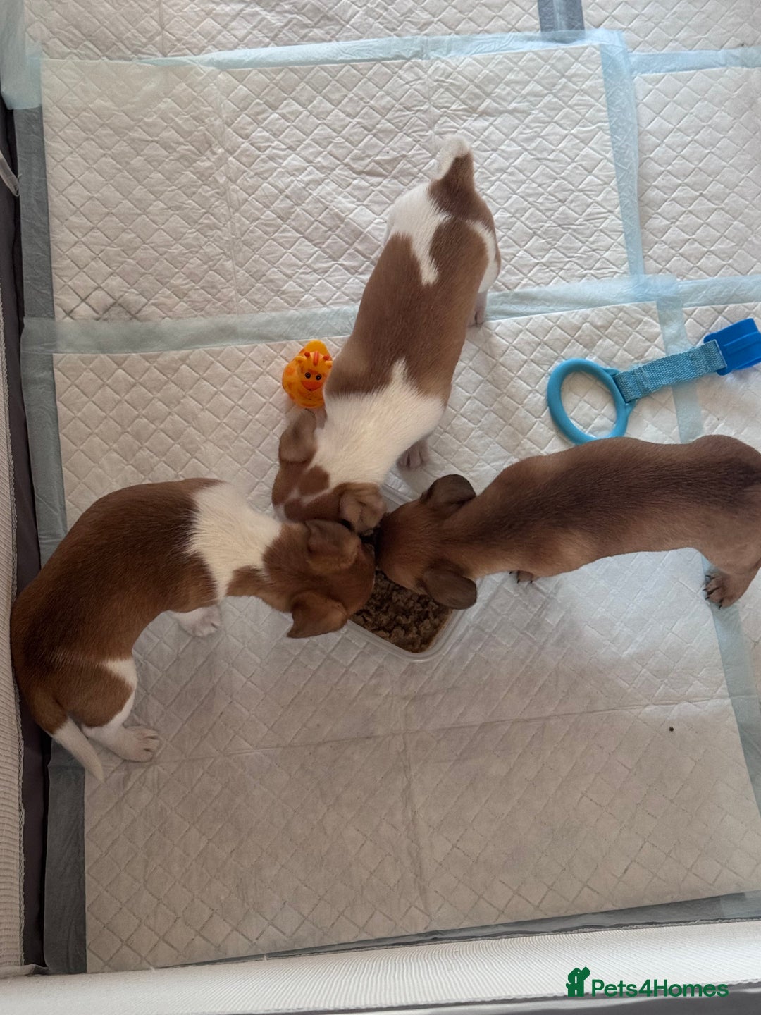 Jack Chi dogs for sale: Jack-chi puppies - Advert 5